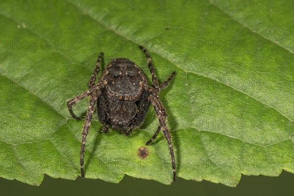 Walnut orb weaver spider (Nuctenea umbratica) on a leaf