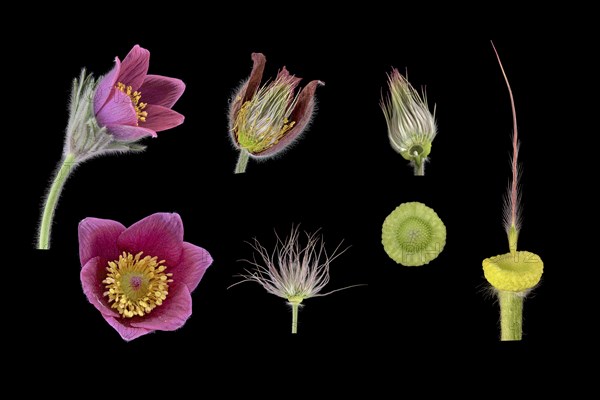 Pasque flower (Pulsatilla vulgaris)