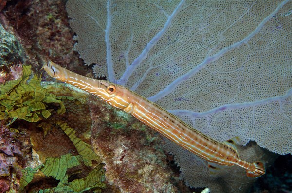 West Atlantic trumpetfish (Aulostomus maculatus)