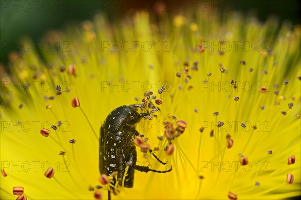 White spotted rose beetle (Oxythyrea funesta) in a St. John's wort flower