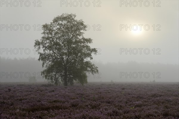 Heathland