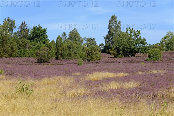 Heathland