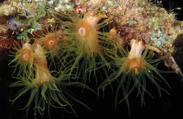 Orange Cup Coral (Tubastraea coccinea)