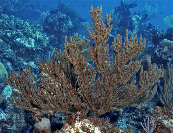 Gorgonian