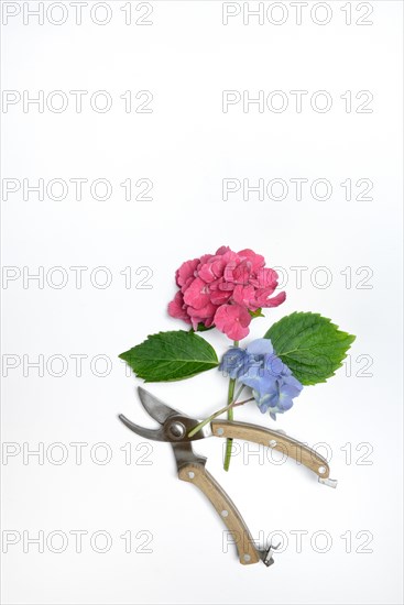 Garden hydrangea