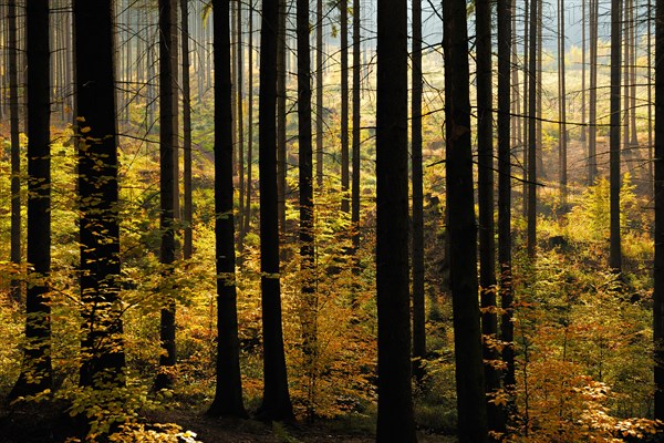 Spruce forest with incipient regeneration by beech in autumn