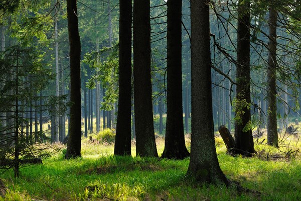 Typical spruce forest in the light of the evening sun