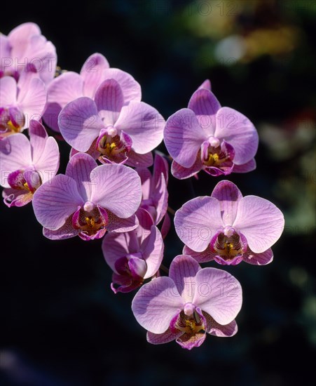 Orchid