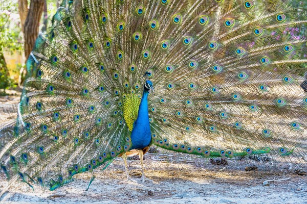 Indian peafowl (Pavo cristatus) beats wheel