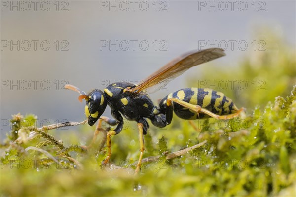 Field Wasp (Polistinae) on moss