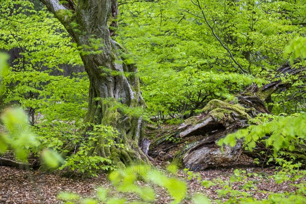 Hornbeam in the primeval forest Sababurg