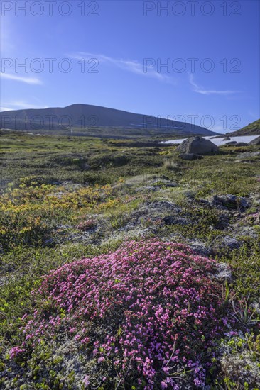 Purple saxifrage (Saxifraga oppositifolia)