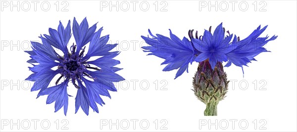 Cornflower (Centaurea cyanus)