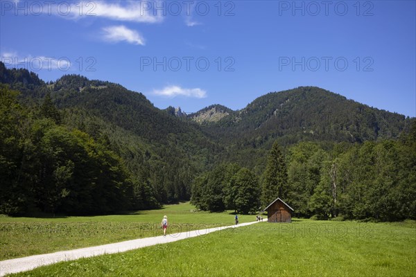 Hiker on the path from Schwarzensee to Moosalm Municipality of St.Wolfgang