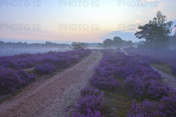 Common Heather (Calluna vulgaris) in the morning mist