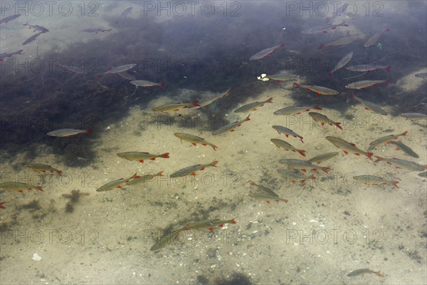 Shoal of Common rudd (Scardinius erythrophthalmus) in shallow water