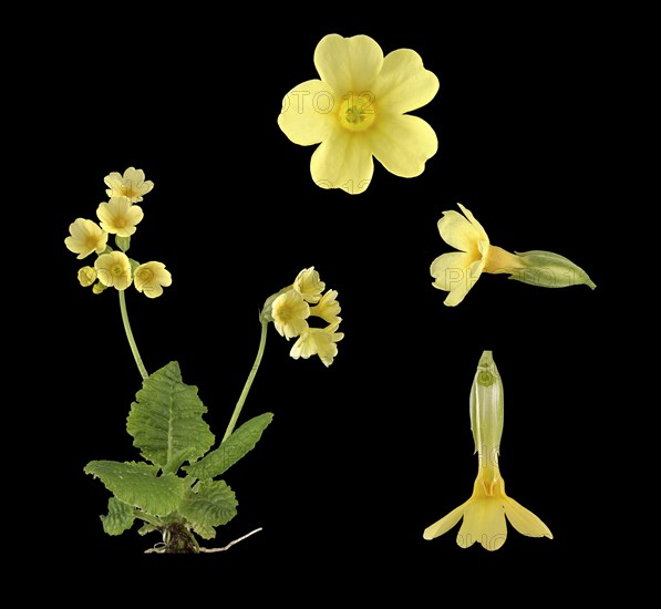 True oxlip (Primula elatior)