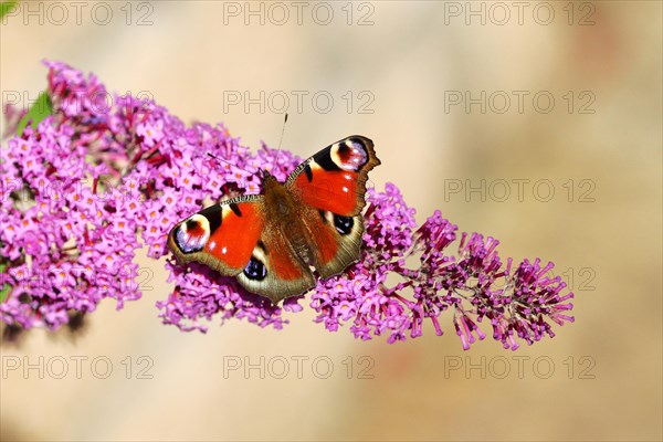 European peacock (Aglais io) on summer lilac or butterfly-bush (Buddleja davidii)