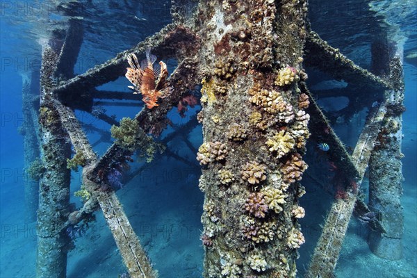 Jetty overgrown with stony corals