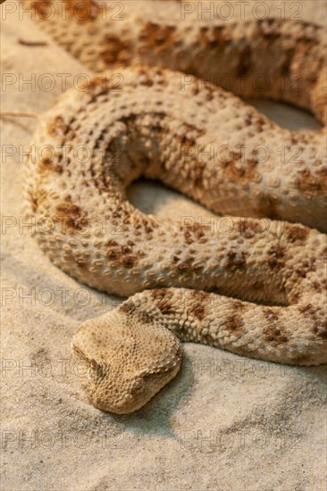 Saharan horned viper (Cerastes cerastes)