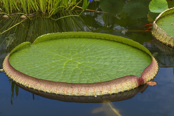 Leaf of a Santa Cruz water lily (Victoria cruziana)