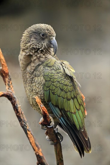 Kea (Nestor notabilis)