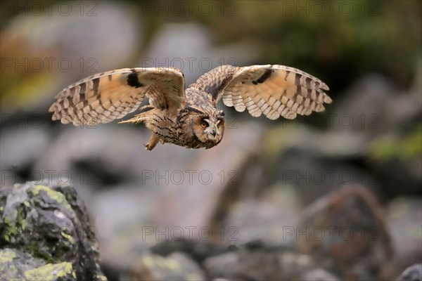 Long-eared owl (Asio otus)