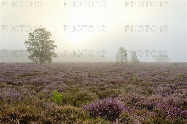 Heathland