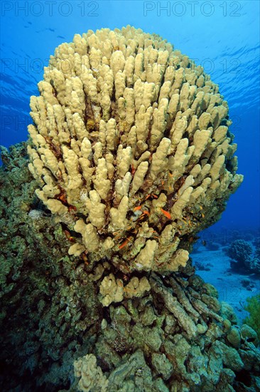 Hump Coral (Porites nodifera)