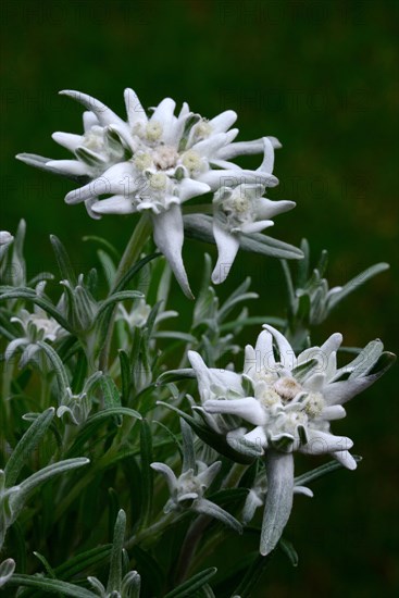 Edelweiss