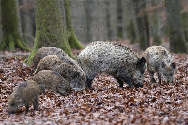 Wild Boar (Sus scrofa)