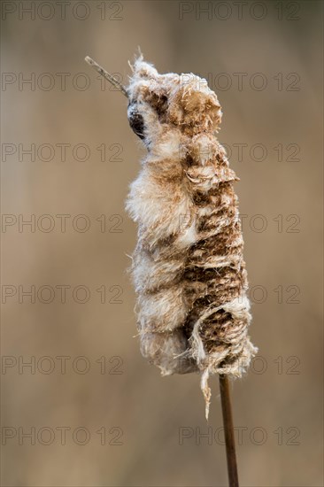 Cattail