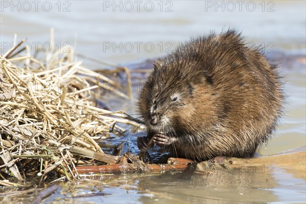 Muskrats (Ondatra zibethicus)