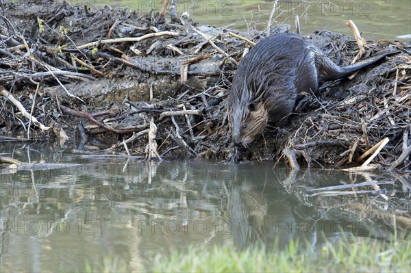 Canadian beaver