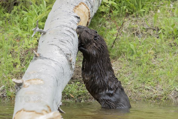 Canadian beaver