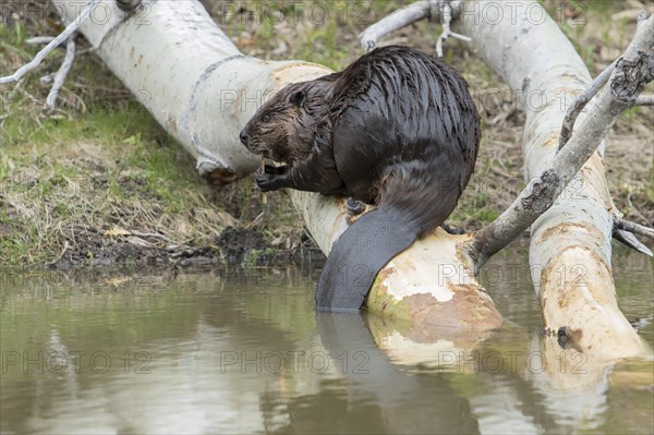 Canadian beaver