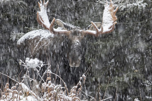 Elk