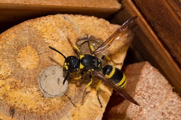 Mason wasp