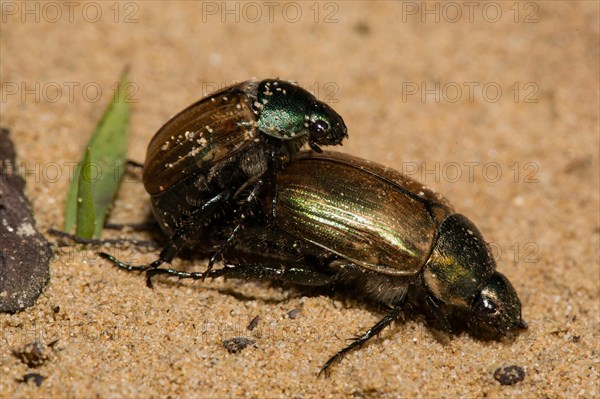 Marginal vine scrub (Anomala dubia)