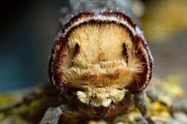 Buffalo head (Phalera bucephala)