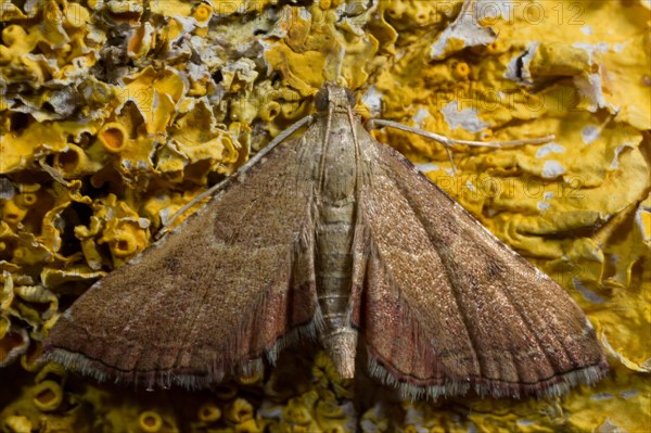 Rose-flounced (Endotricha flammealis) tabby moth