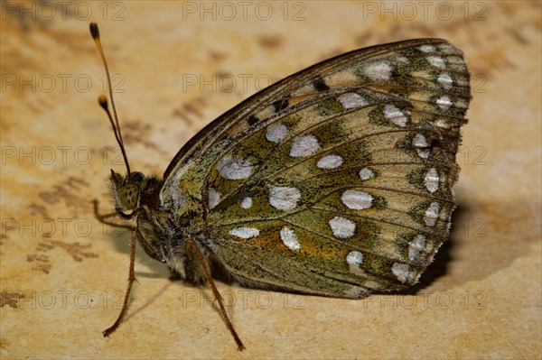 Dark green fritillary (Argynnis aglaja)