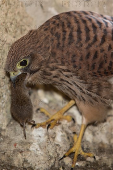 Common kestrel (Falco tinnunculus)