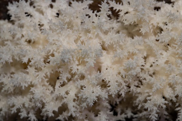 Coral tooth fungus (Hericium coralloides)