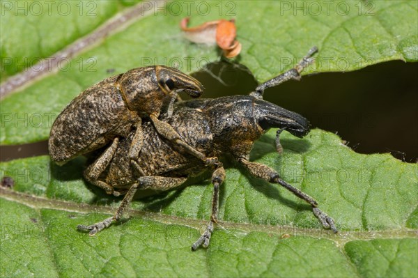 Sluggish weevil (Cleonis pigra)