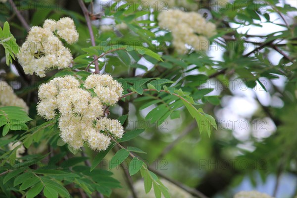 Common European rowan ( Sorbus aucuparia)