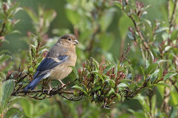 Eurasian bullfinch (Pyrrhula pyrrhula) Jungvogel