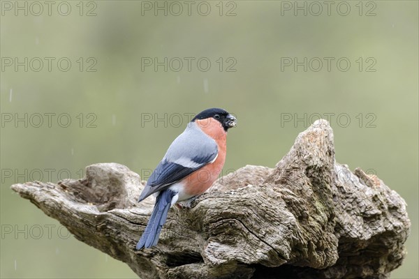 Male bullfinch