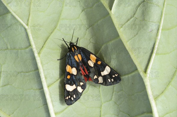 Scarlet tiger moth (Callimorpha dominula) Spanish flag