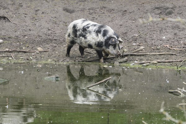 Turopolje-Domestic Pig (Sus scrofa domesticus)